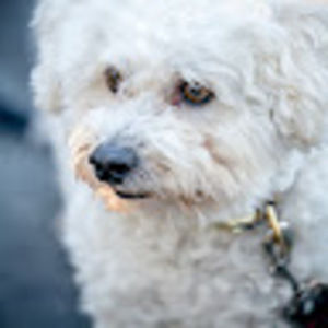 Meet your Posher, Yuan